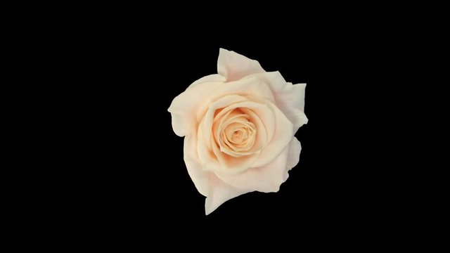 Seamless rotating time-lapse of opening and closing bone white Medeo rose 2r1 in PNG+ format with ALPHA transparency channel isolated on black background, top view.
