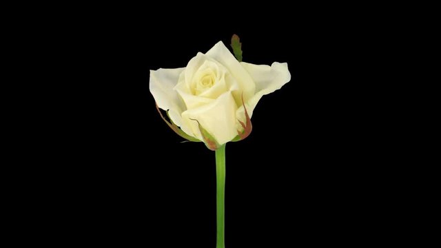 Time-lapse of opening white Escimo rose 1b1 in PNG+ format with ALPHA transparency channel isolated on black background
