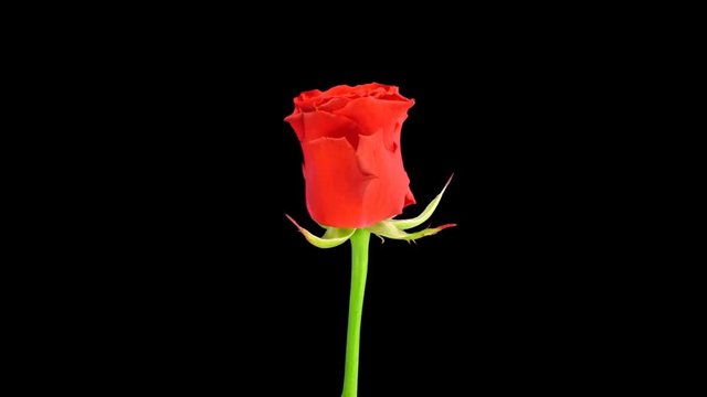Time-lapse of opening red Escada rose 2a1 in Animation codec with ALPHA transparency channel isolated on black background
