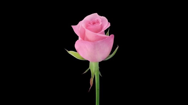 Time-lapse of opening pink Blushing Akito rose 1x5 in RGB + ALPHA matte format isolated on black background
