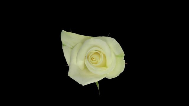 Time-lapse of opening white Bianca rose 2x9 in PNG+ format with ALPHA transparency channel isolated on black background, top view
