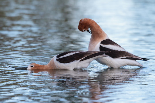 American Avocet Mating Routine in the Shallow Waters of a Lake