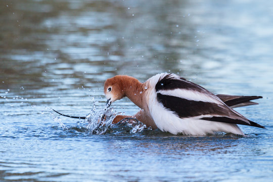 American Avocet Mating Routine in the Shallow Waters of a Lake
