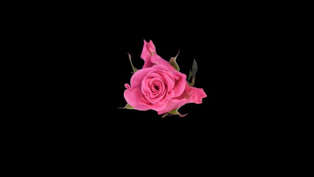 Seamless rotating time-lapse of opening and closing pink Ballet rose in PNG+ format with ALPHA transparency channel, isolated on black, top view.
