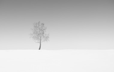 Lonely tree in winter landscape.