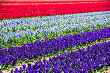 Hyacinths field in the Netherlands