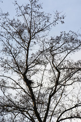 Fototapeta na wymiar Silhouette of nest on a tree without leaves.