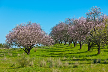 Pink Blooming Peach Trees at Spring