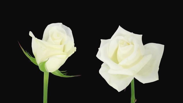 Time-lapse of opening and dying white Akito rose 3d1 in Animation format with ALPHA transparency channel isolated on black background
