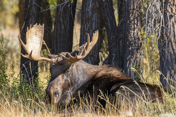 Bull Shiras Moose in Wyoming in Fall