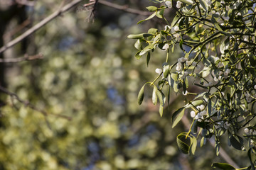 Detail of mistletoe on a tree with berries.