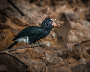 Silvery Cheeked Hornbill, Bycanistes brevis