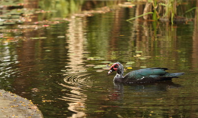 Duck swiming in green calm pond
