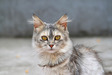 Beautiful fluffy cat. Portrait fluffy cat.