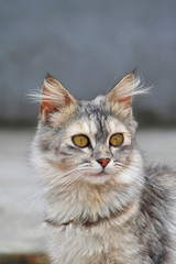 Beautiful fluffy cat. Portrait fluffy cat.