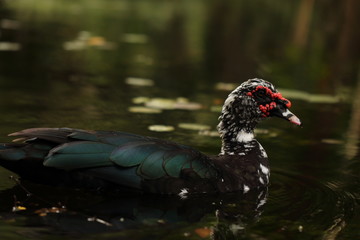 Colorfull duck swiming in pond