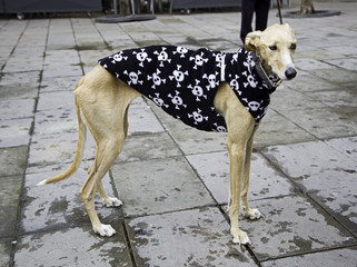 Greyhound with coat