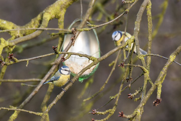 Blue birch with a feeder on a branch.