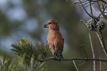 Parrot crossbill (Loxia pytyopsittacus)