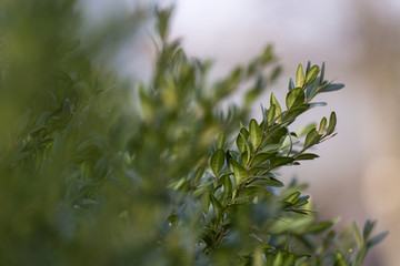 Green buxus leaves.