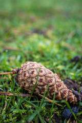a pine cone on the grass ground close up