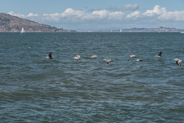 pelicans from pier 39