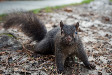 curious squirrel posing on the ground and looking at  you