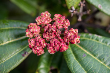 bunch of little red flowers with green leaves background