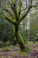 single tree covered with moss in the park on a cloudy day