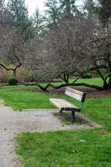 bench in the park with a horizontally grow tree in the background