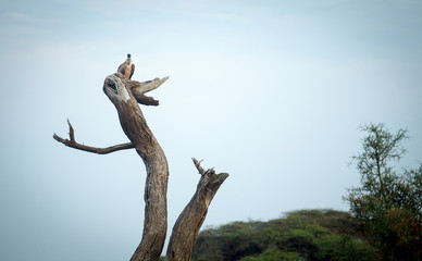 Vulture sitting on a dead tree