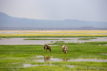 Wildebeest feeding after rainy season near Kilimanjaro