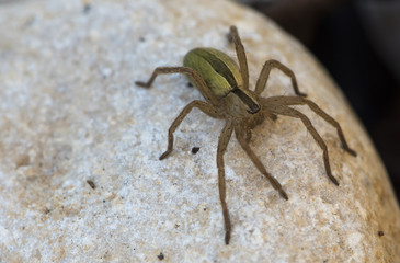 Green big  hairy  Micrommata virescens spider