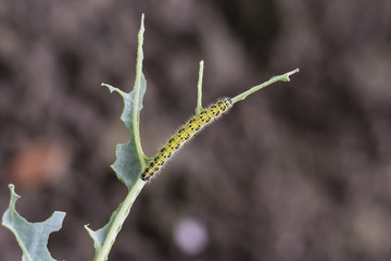 Adult white cabbage caterpillar on the plant.