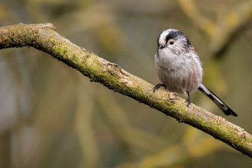 Long Tailed Tit UK wild bird perched with copyspace