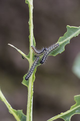 Young white cabbage caterpillar on a plant.