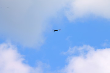 Black kite in clouds