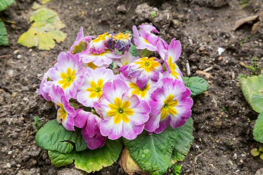 primula flwers on ground in flowerbed