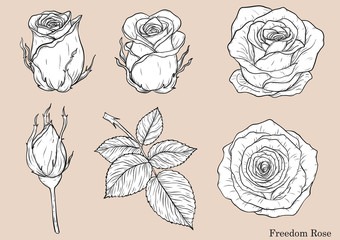 Rose vector set by hand drawing.Beautiful flower on white background.Rose art highly detailed in line art style.Freedom rose for wallpaper