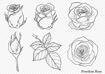 Rose vector set by hand drawing.Beautiful flower on white background.Rose art highly detailed in line art style.Freedom rose for wallpaper - obrazy, fototapety, plakaty