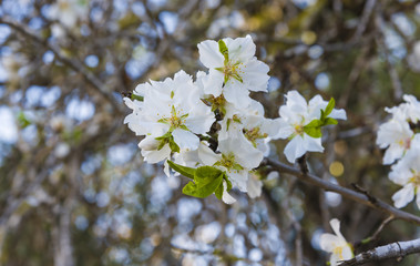 View of almond tree blooming with beautiful flowers in february in the Algarve region,