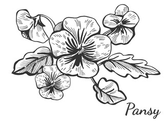 hand drawn pansy flower bush