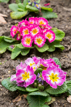 primula flwers on ground in flowerbed