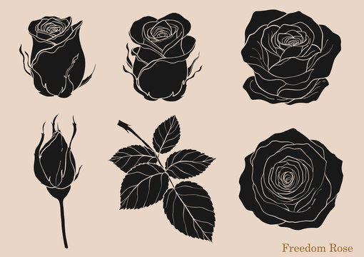 Black Rose Images – Browse 9,022 Stock Photos, Vectors, and Video