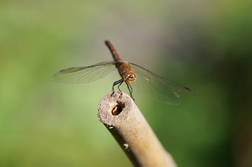 Schöne Libelle auf Stock