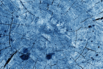 Old tree cut in navy blue.