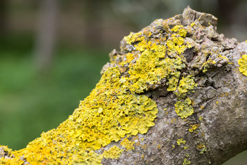 Líquenes amarillos anaranjados sobre la corteza de un árbol