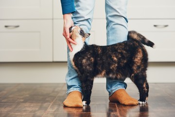 Homme et chat mignon