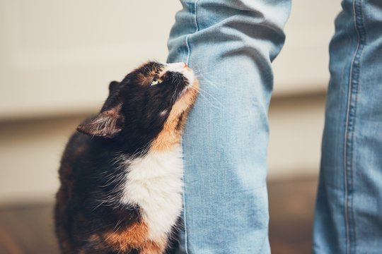 Man and cute cat