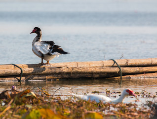 Goose on a Mekong river